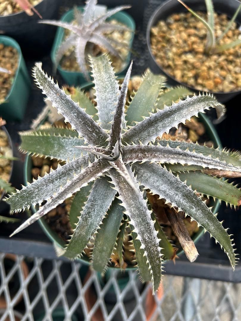 MRB ディッキア Dyckia まとめ売り MRB棚2番 10株