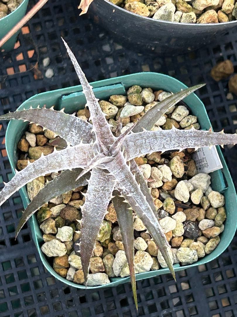 MRB ディッキア Dyckia まとめ売り MRB棚2番 10株
