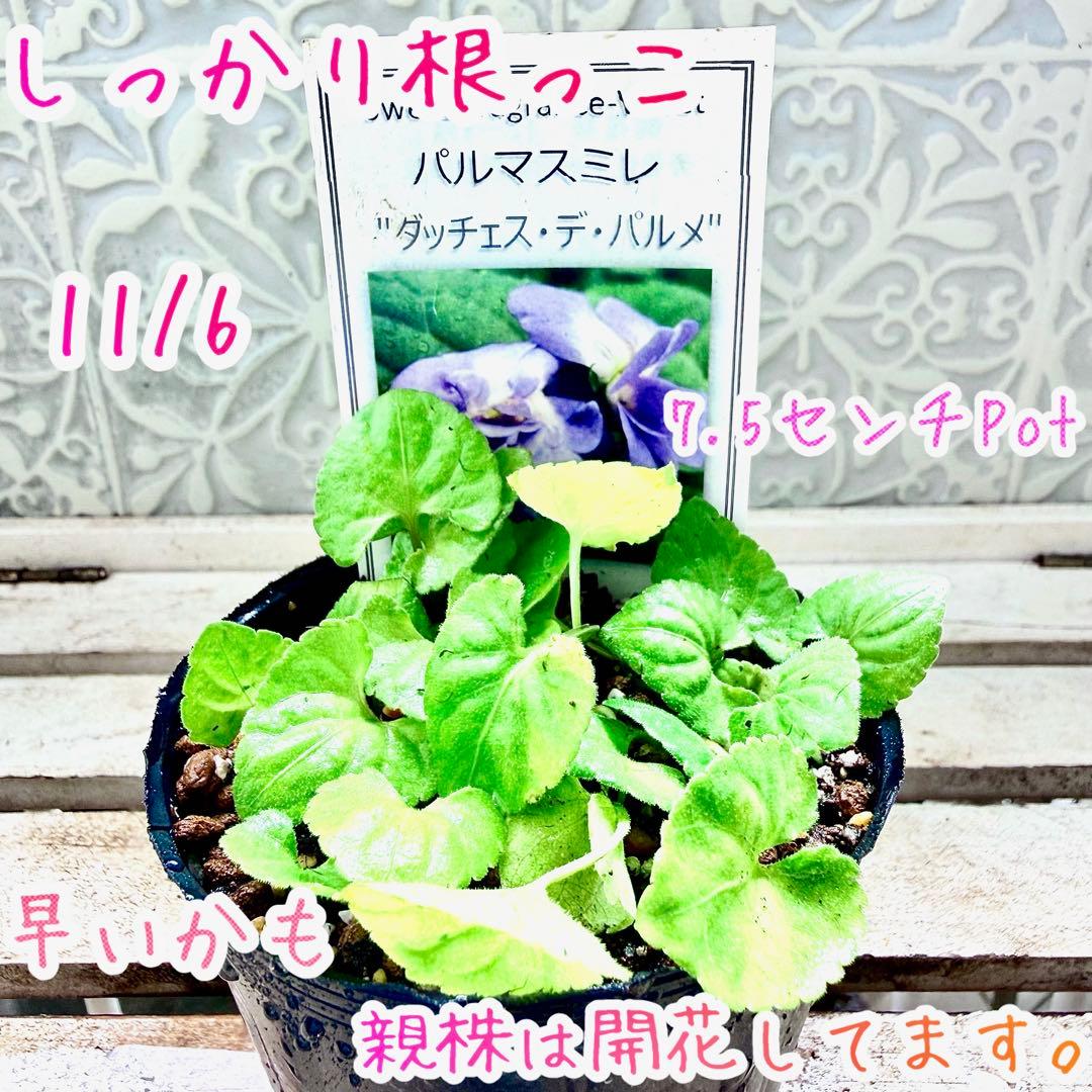 激レア❣️ 甘い香り　ダッチェス デ パルメ　パルマスミレ　ダブル咲き　苗　スミレ