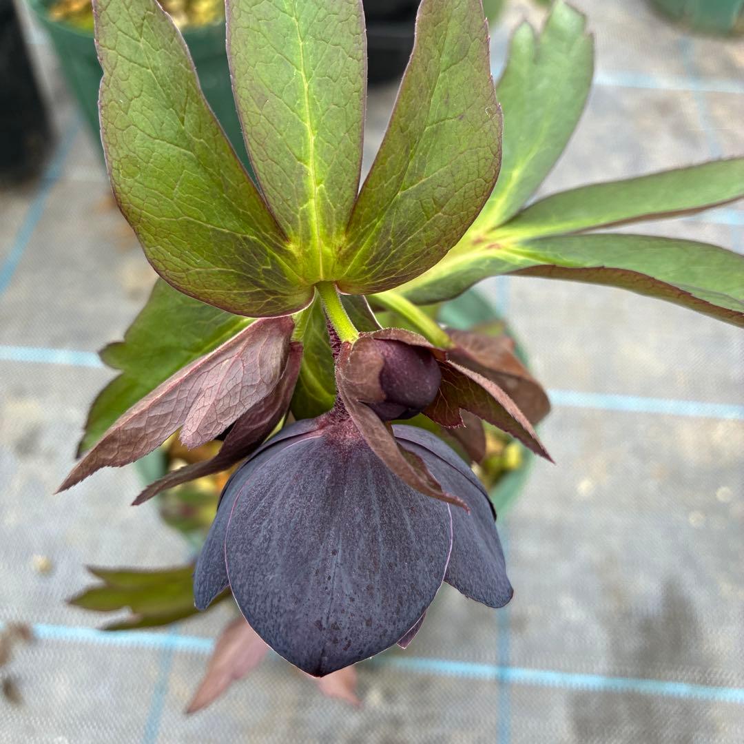 クリスマスローズ　ブラックピコティ　６寸