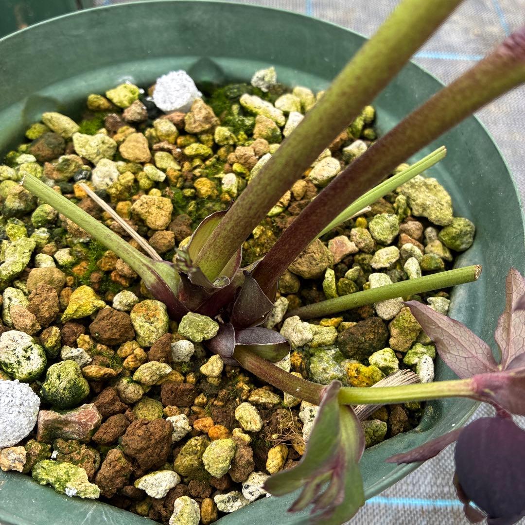 クリスマスローズ　ブラックピコティ　６寸