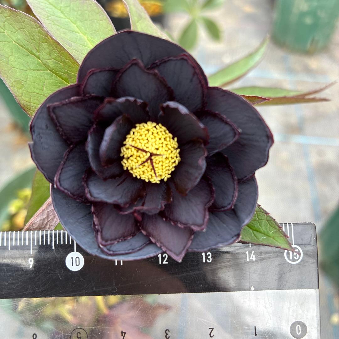 クリスマスローズ　ブラックピコティ　６寸