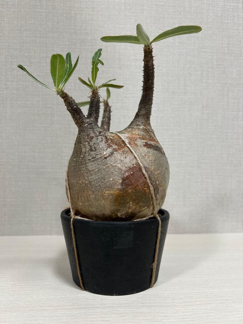 パキポディウム•グラキリス①　現地球　現地株　発根済み　塊根植物