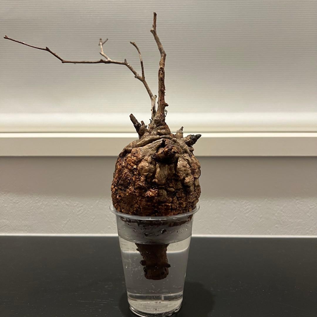 オペルクリカリア パキプス　発根管理中