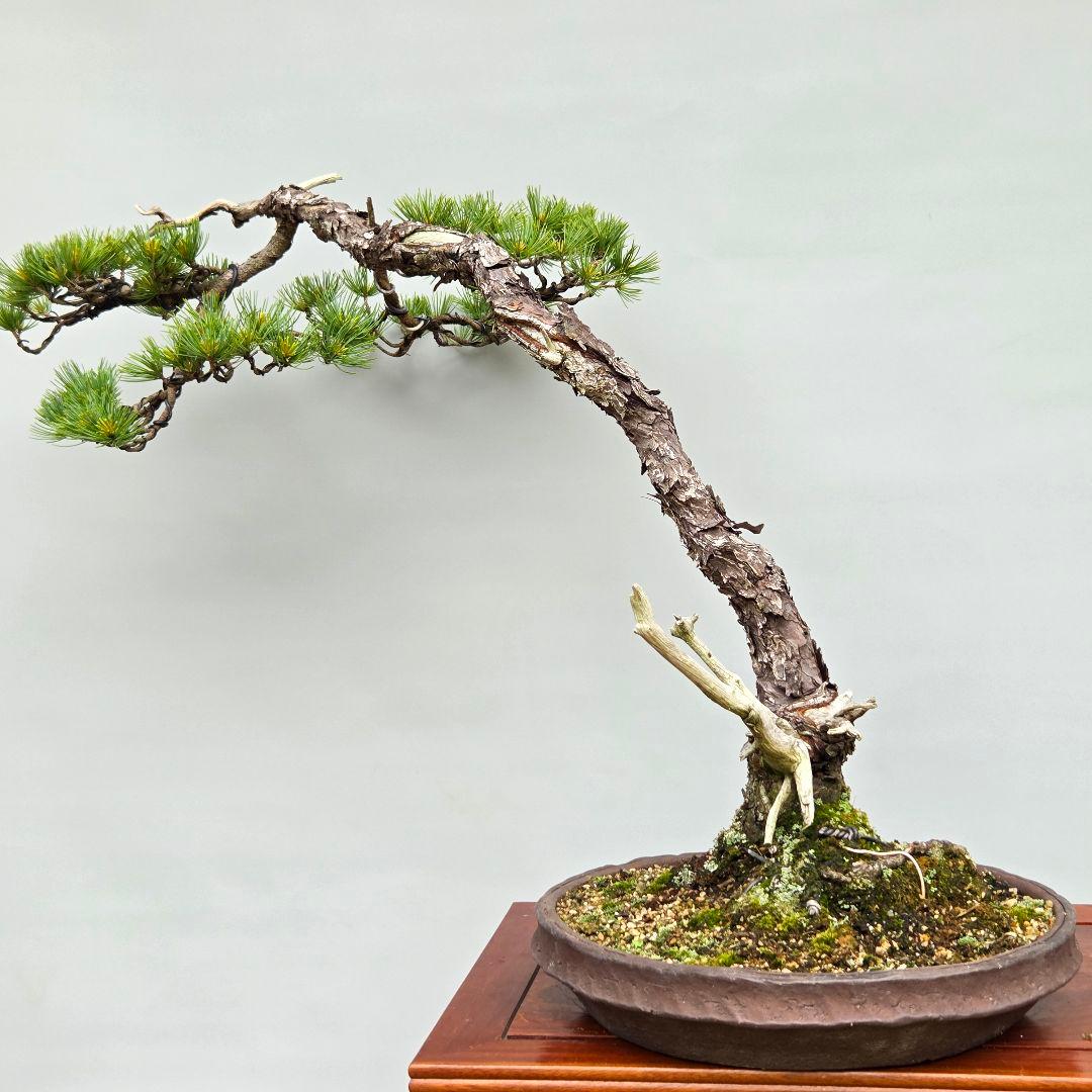 五葉松　[吹き流し]　大品盆栽