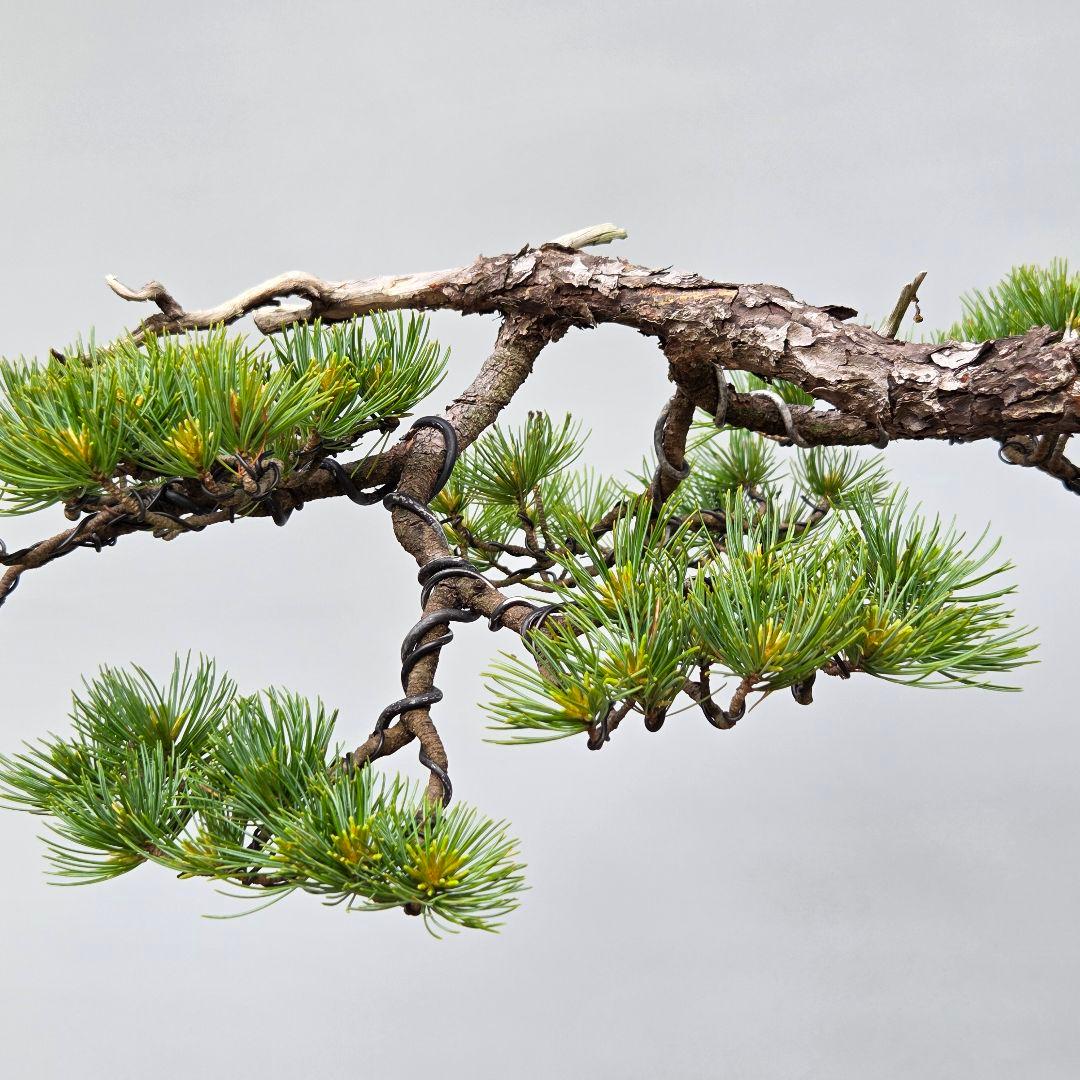 五葉松　[吹き流し]　大品盆栽