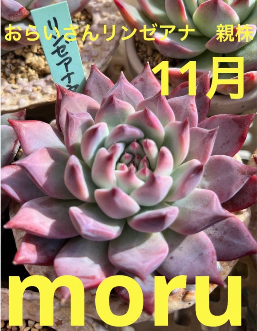 N*】様 2023 24実生苗セット❤️