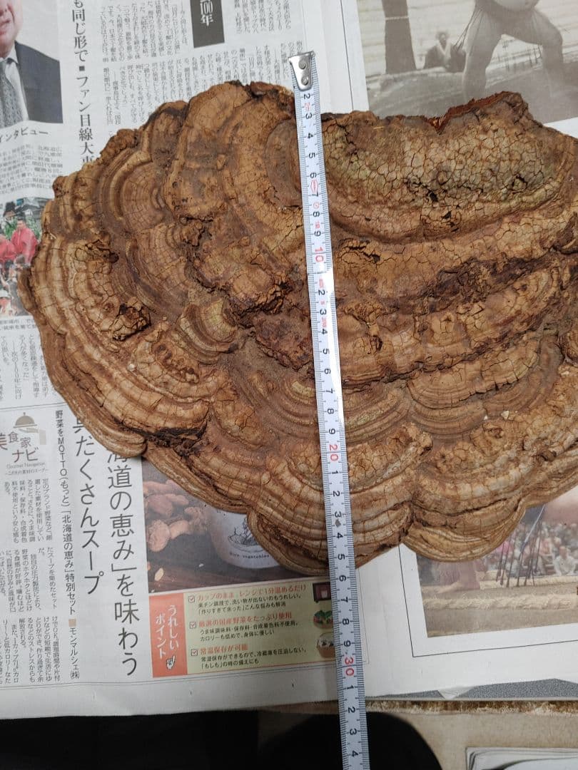 サルノコシカケ　天然物　大きいです。３個まとめて　漢方　インテリア