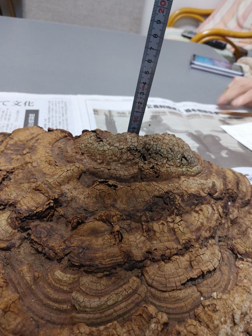 サルノコシカケ　天然物　大きいです。３個まとめて　漢方　インテリア