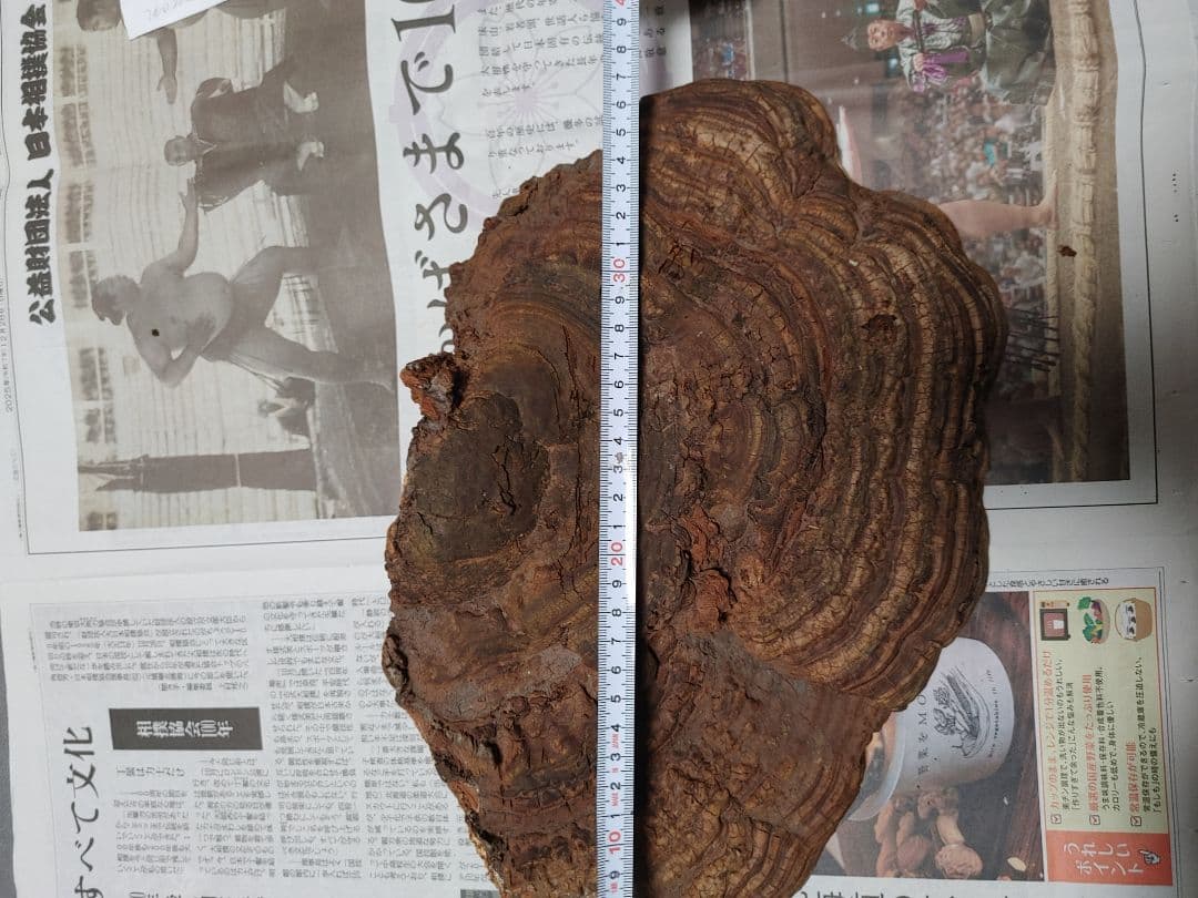 サルノコシカケ　天然物　大きいです。３個まとめて　漢方　インテリア