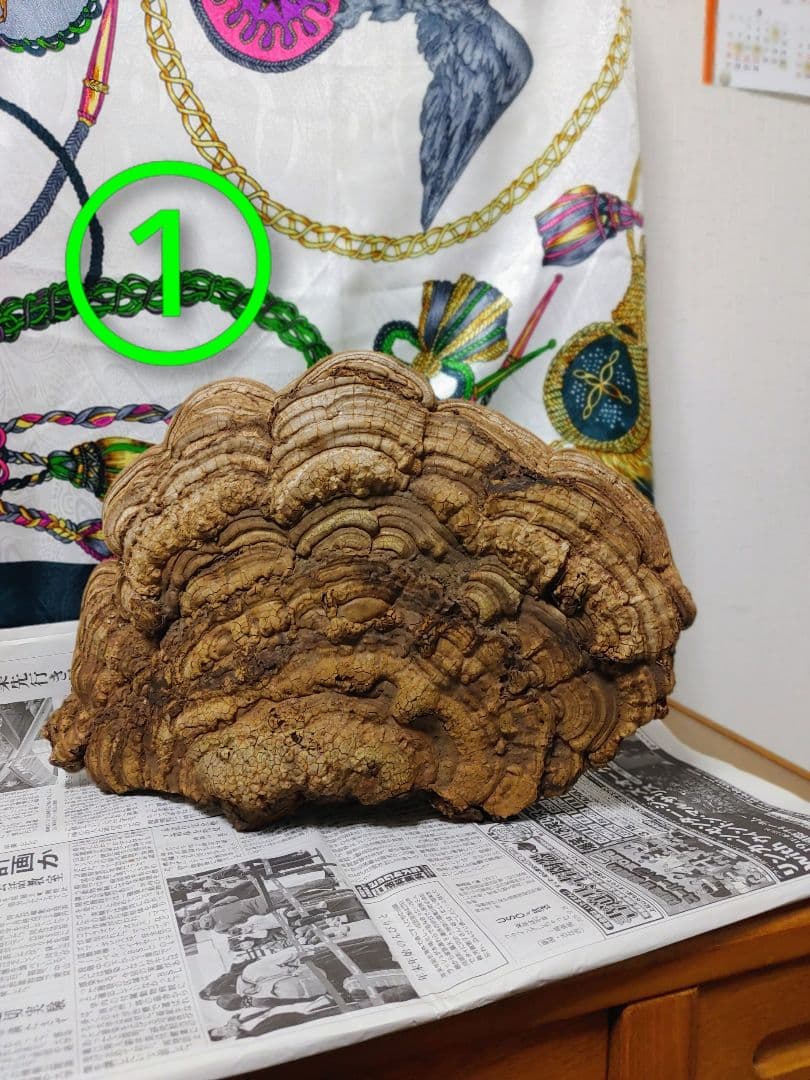 サルノコシカケ　天然物　大きいです。３個まとめて　漢方　インテリア