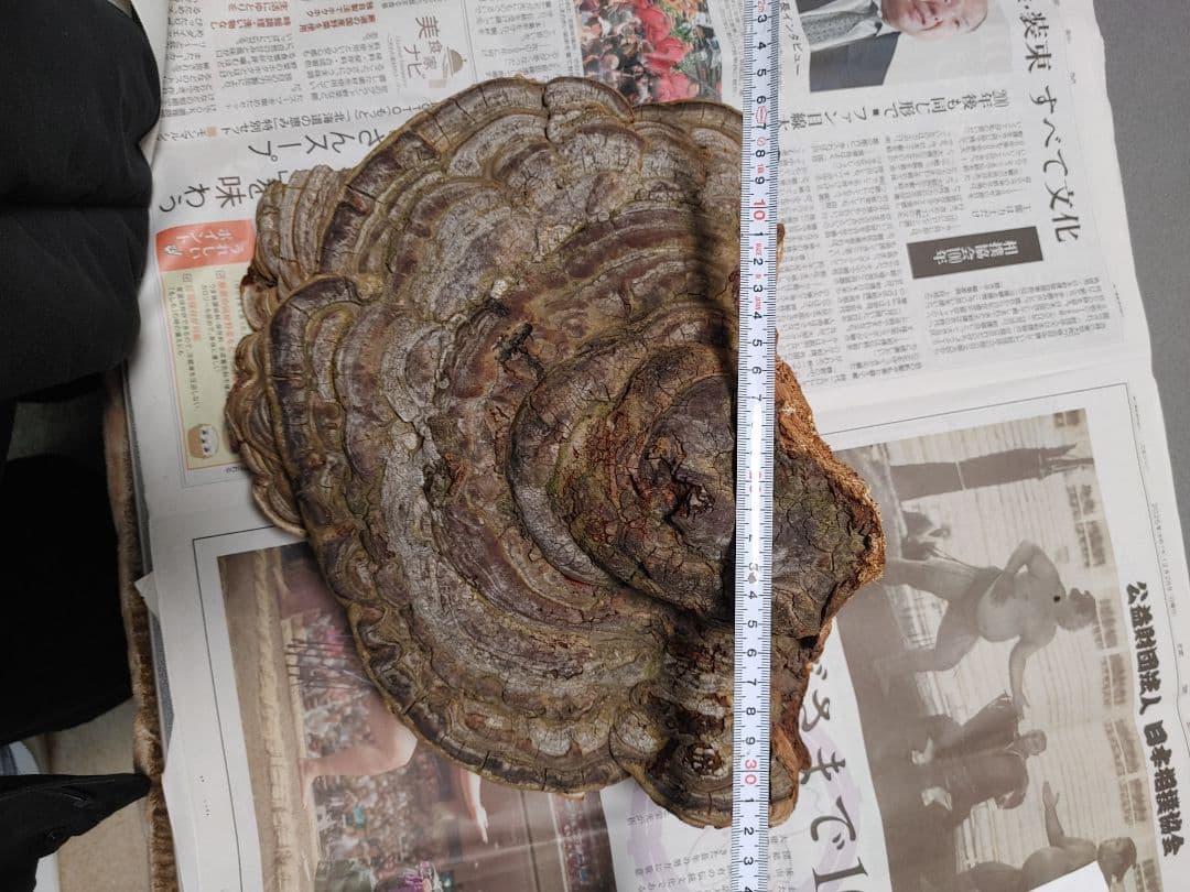 サルノコシカケ　天然物　大きいです。３個まとめて　漢方　インテリア