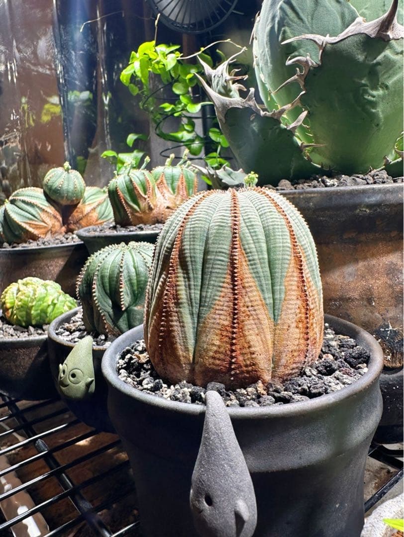 ユーフォルビアオベサ木質化極上株