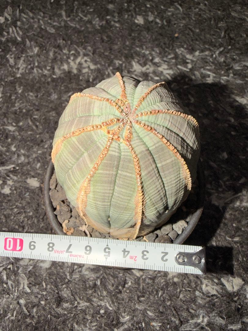 ユーフォルビアオベサ木質化極上株