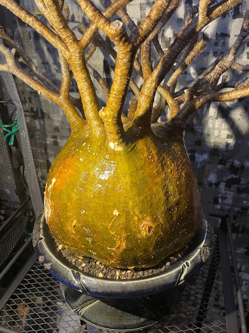 【極美球】パキポディウム グラキリス　検) パキプス　グラキリス　コミフォラ