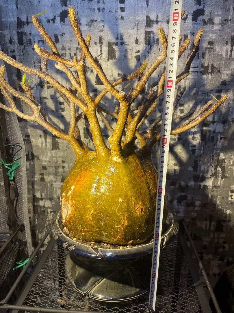 【極美球】パキポディウム グラキリス　検) パキプス　グラキリス　コミフォラ