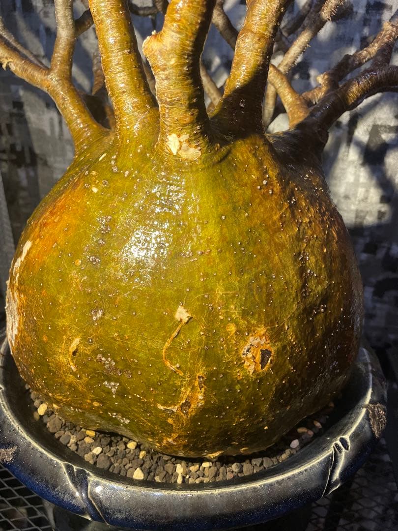 【極美球】パキポディウム グラキリス　検) パキプス　グラキリス　コミフォラ