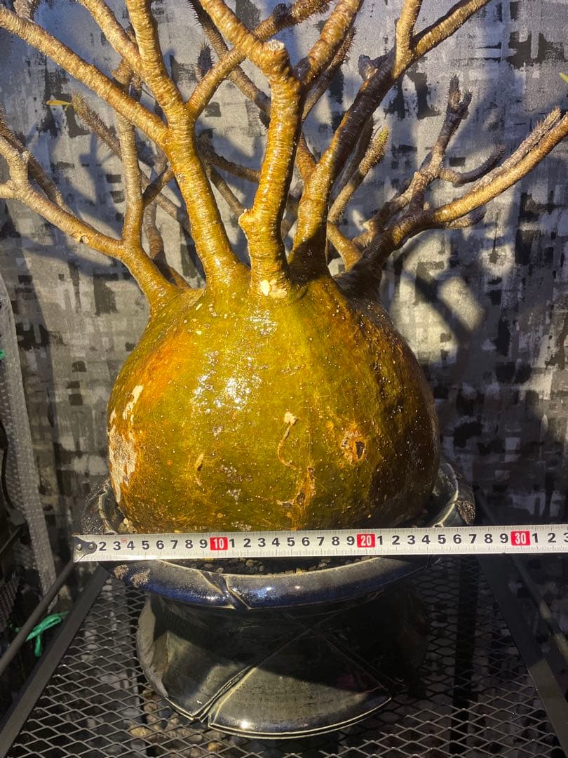 【極美球】パキポディウム グラキリス　検) パキプス　グラキリス　コミフォラ