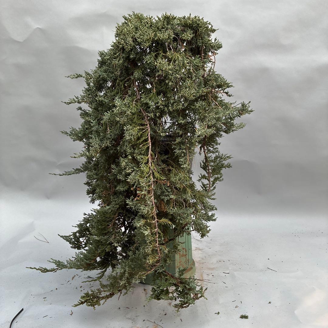 ウィルトニー　盆栽風