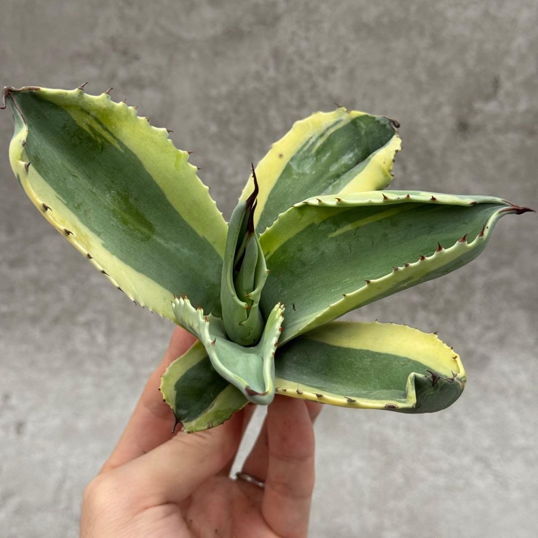 山*男様 多肉植物・アガベ・【特選】・オルカ・斑入り・SSS級美株　コレクション