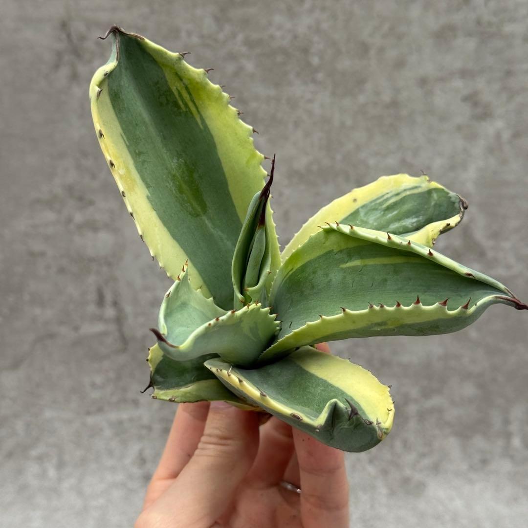 山*男様 多肉植物・アガベ・【特選】・オルカ・斑入り・SSS級美株　コレクション