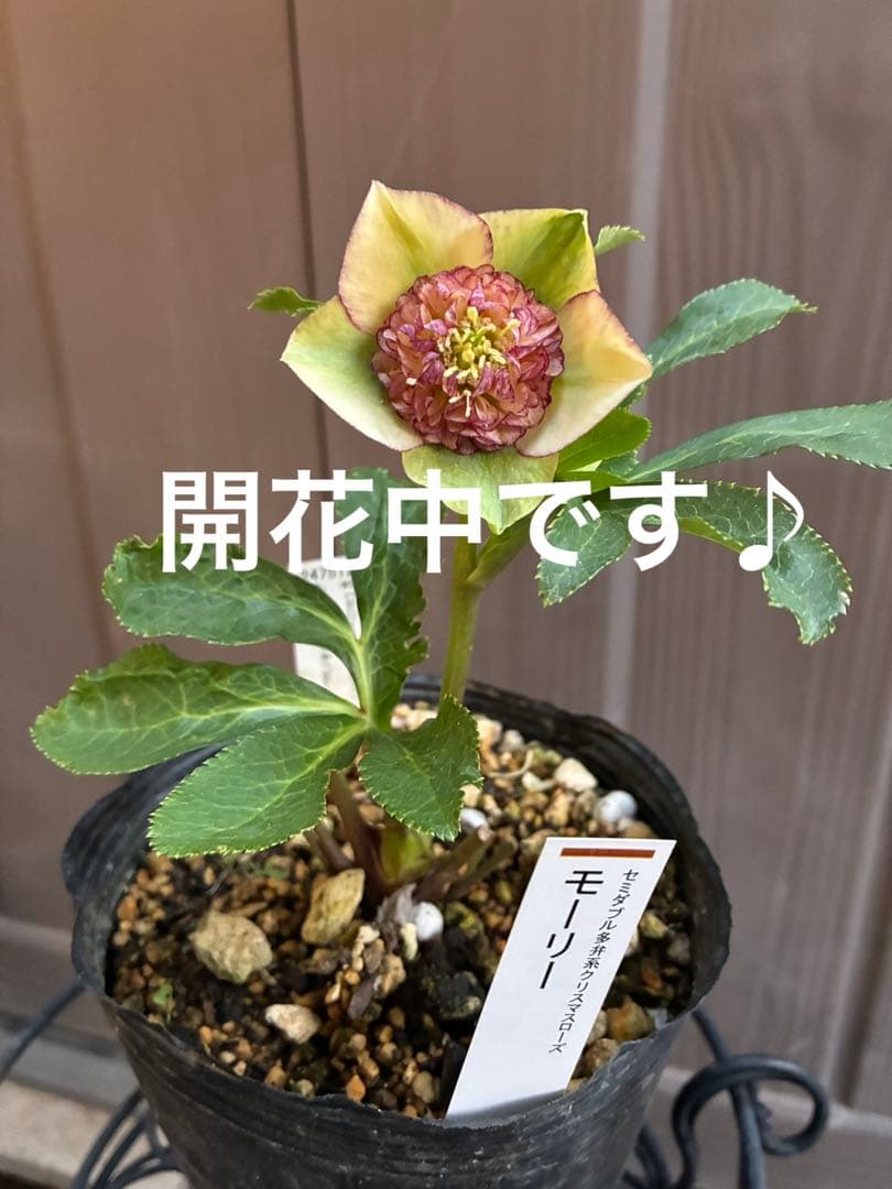 ♡認定♡モーリー　♪開花中♪