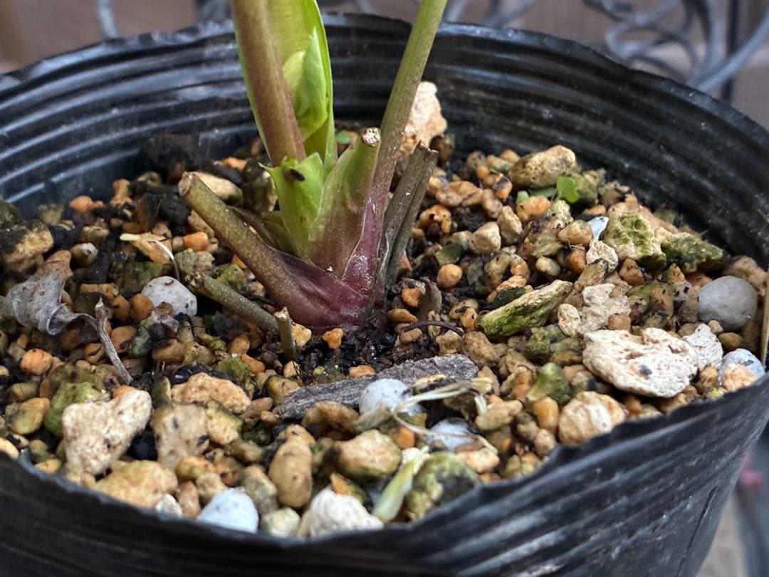 ♡認定♡モーリー　♪開花中♪