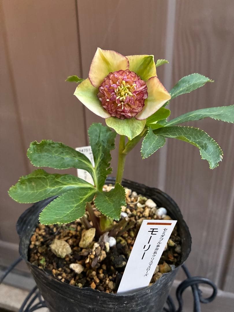 ♡認定♡モーリー　♪開花中♪