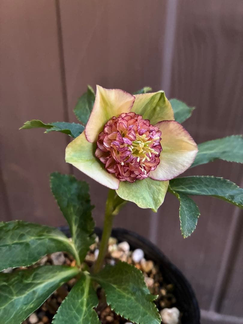 ♡認定♡モーリー　♪開花中♪