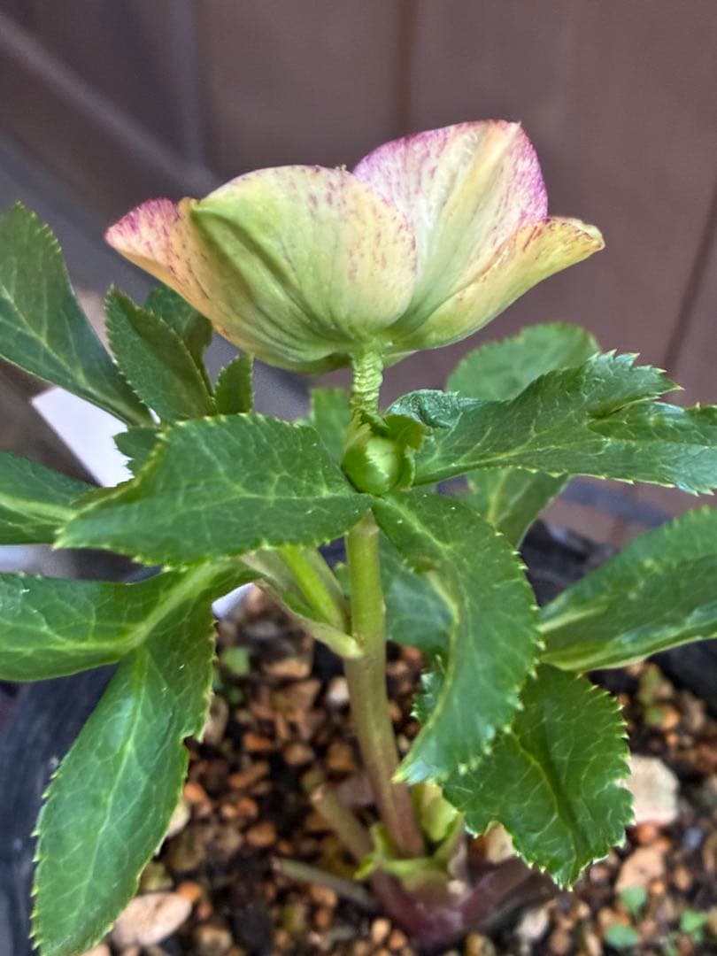 ♡認定♡モーリー　♪開花中♪