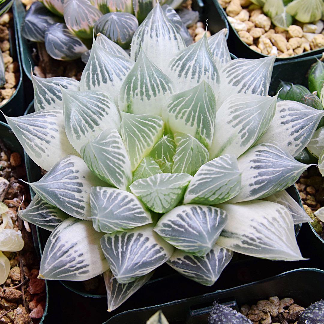 く*ぼ様 ハオルチア 白蛇伝