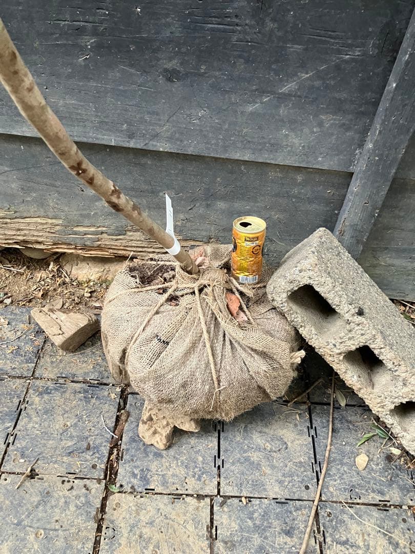 11 山採り　ヤマコウバシ