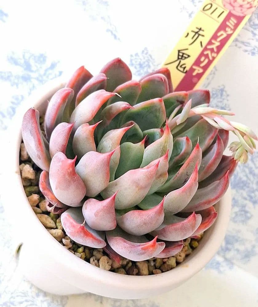 3号鉢　赤鬼札付きポットごとメルカリ便おらいさん苗ミックスベリア