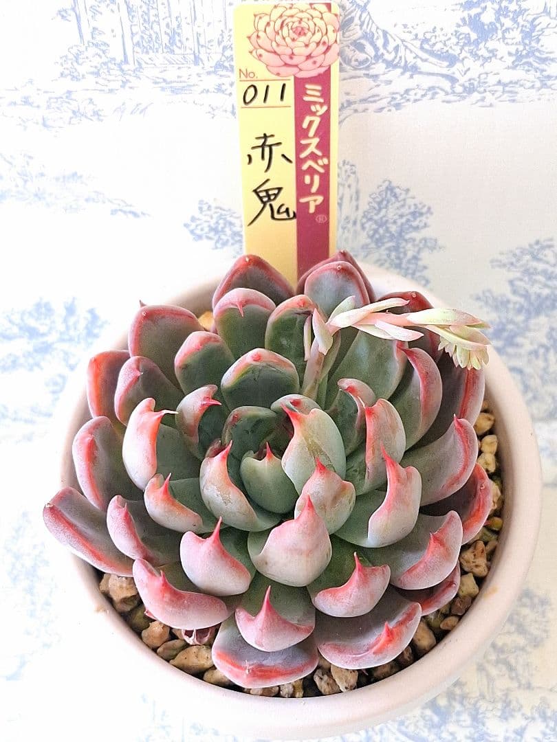 3号鉢　赤鬼札付きポットごとメルカリ便おらいさん苗ミックスベリア