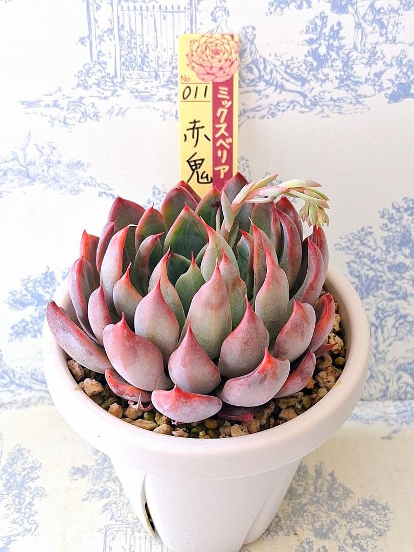 3号鉢　赤鬼札付きポットごとメルカリ便おらいさん苗ミックスベリア