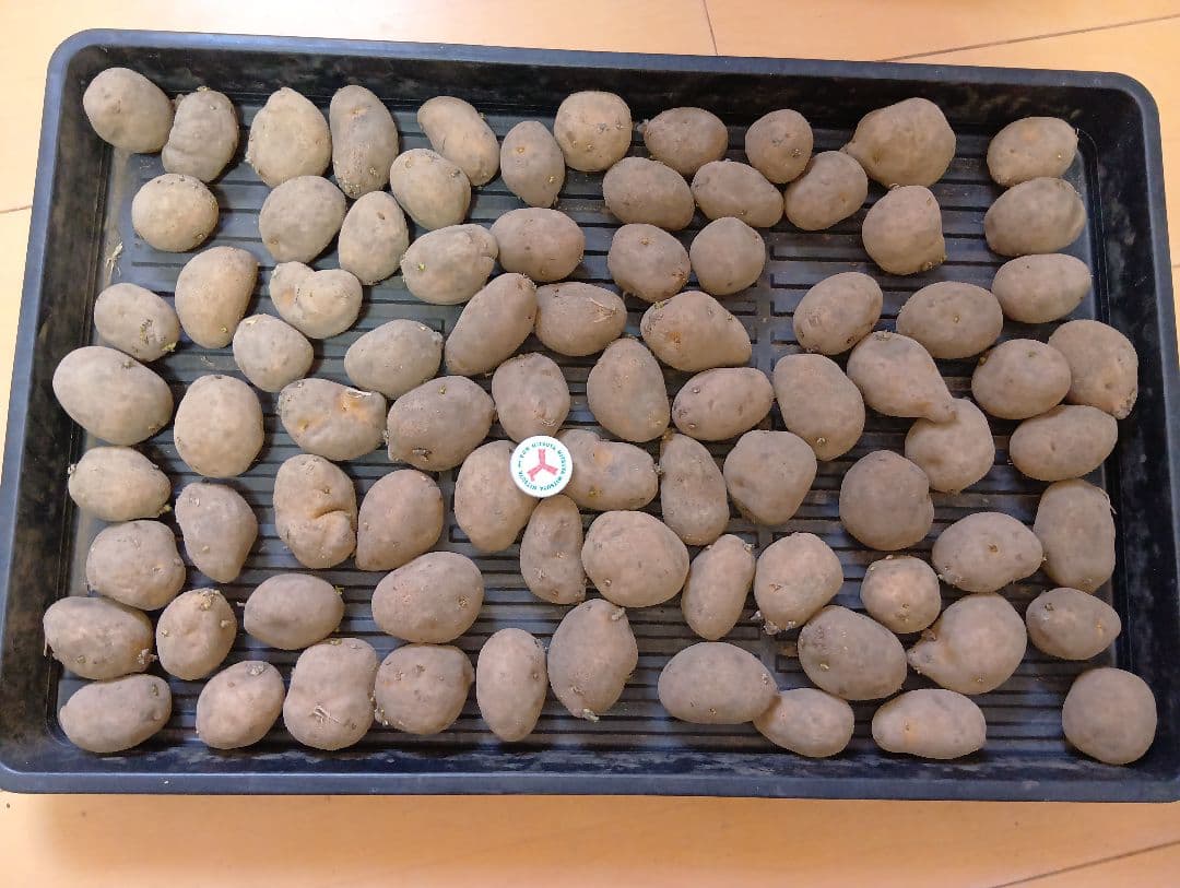 6kg m33 インカのめざめ 種芋