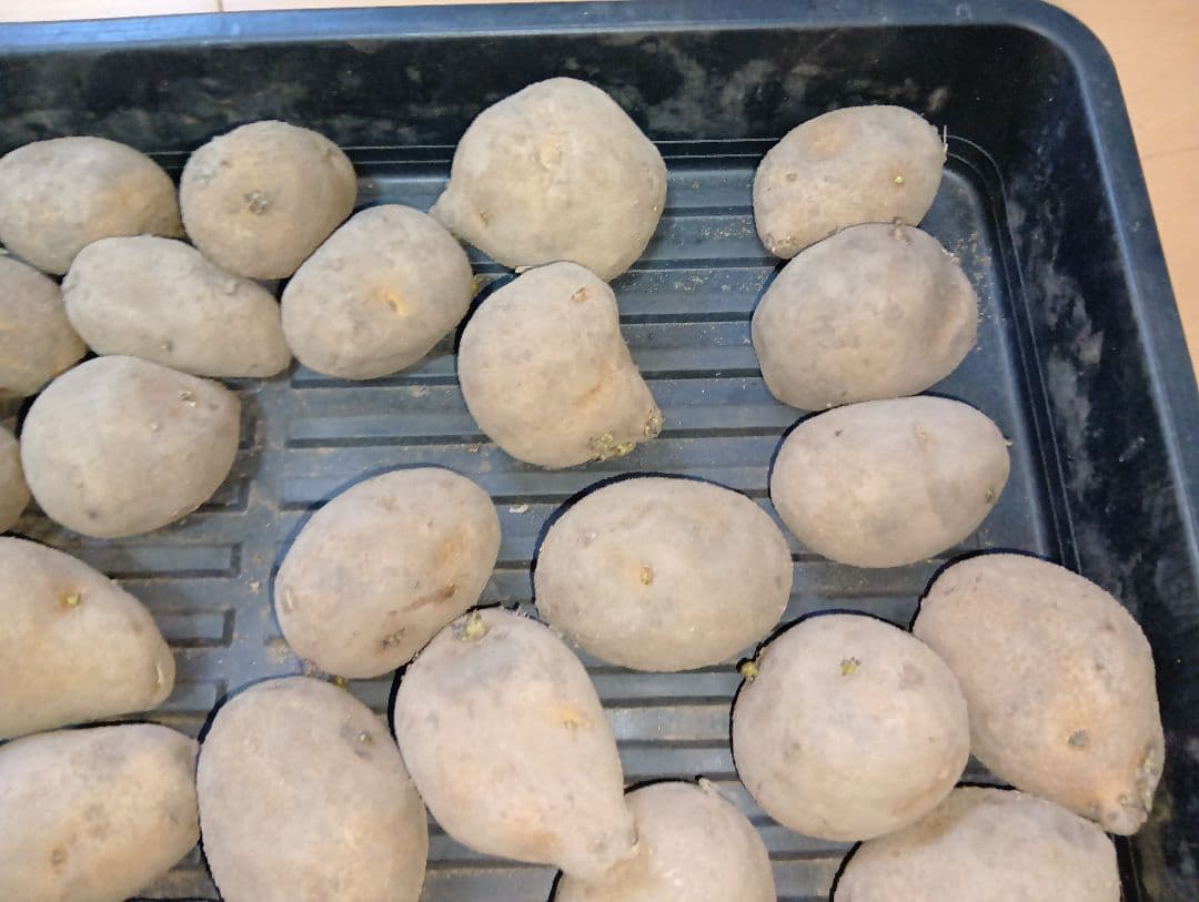 6kg m33 インカのめざめ 種芋