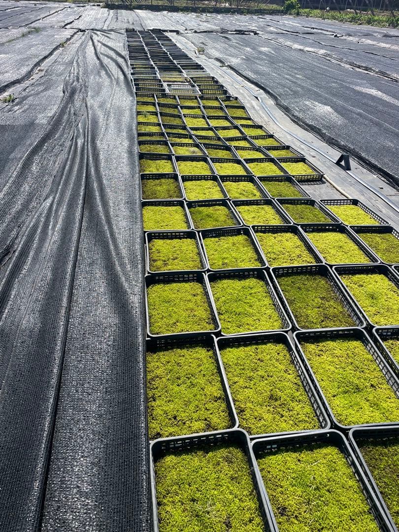 （10平米分）農家直送　明るい庭に最適なスナゴケ、ハイゴケ2種混合シート