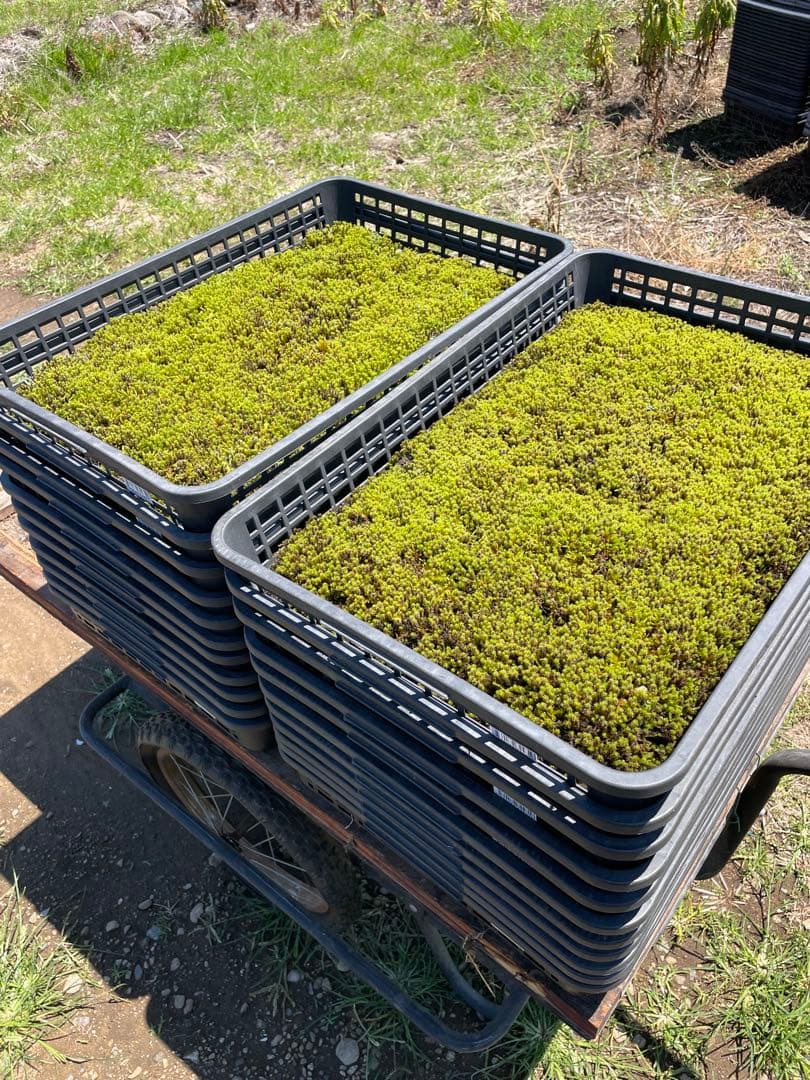 （10平米分）農家直送　明るい庭に最適なスナゴケ、ハイゴケ2種混合シート