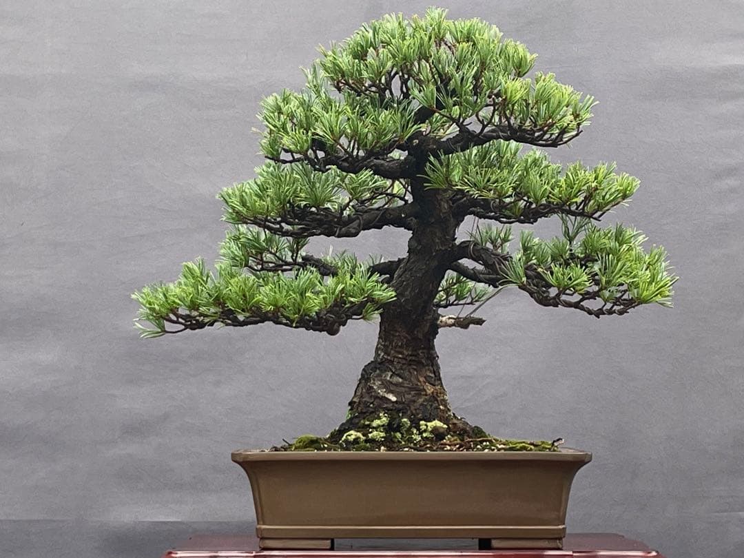 三河盆栽　貴重　持ち込み古い極古五葉松　東海地方の超名門出身の盆栽　盆栽