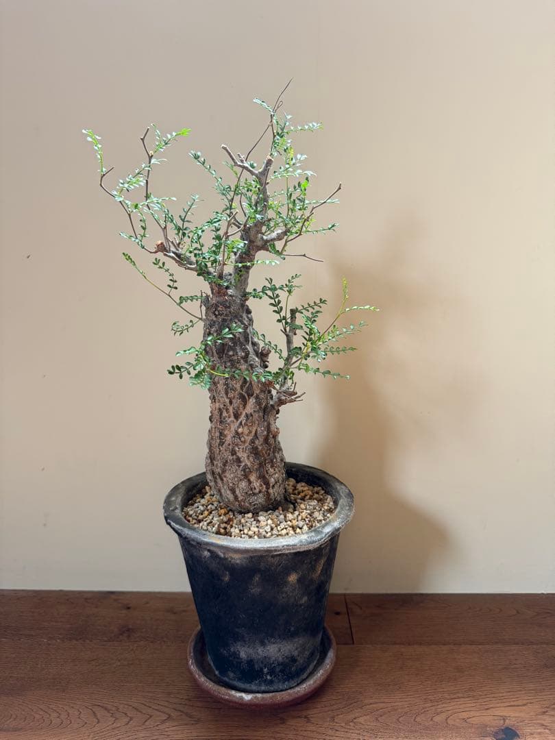 オペルクリカリア パキプス