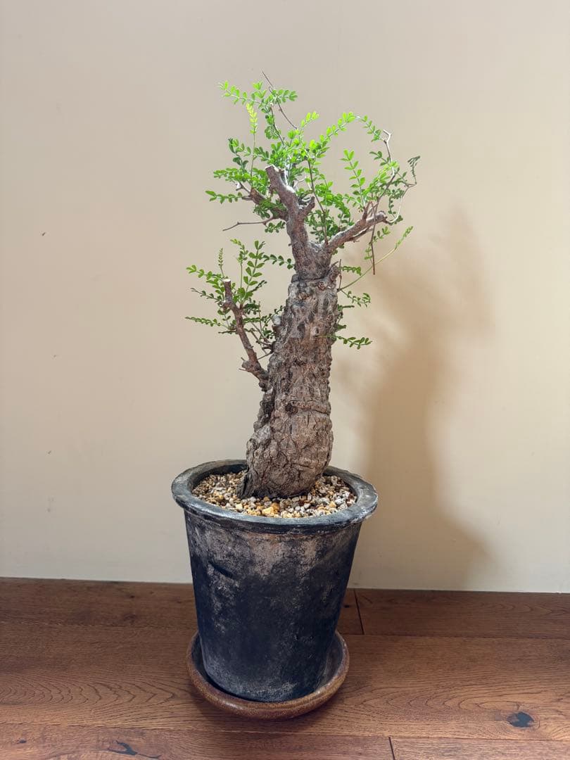 オペルクリカリア パキプス