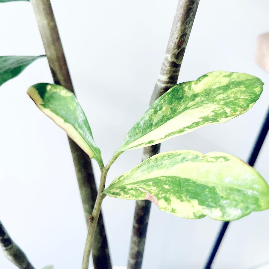 《希少》ザミオクルカス 斑入り セメントポット仕立て 観葉植物