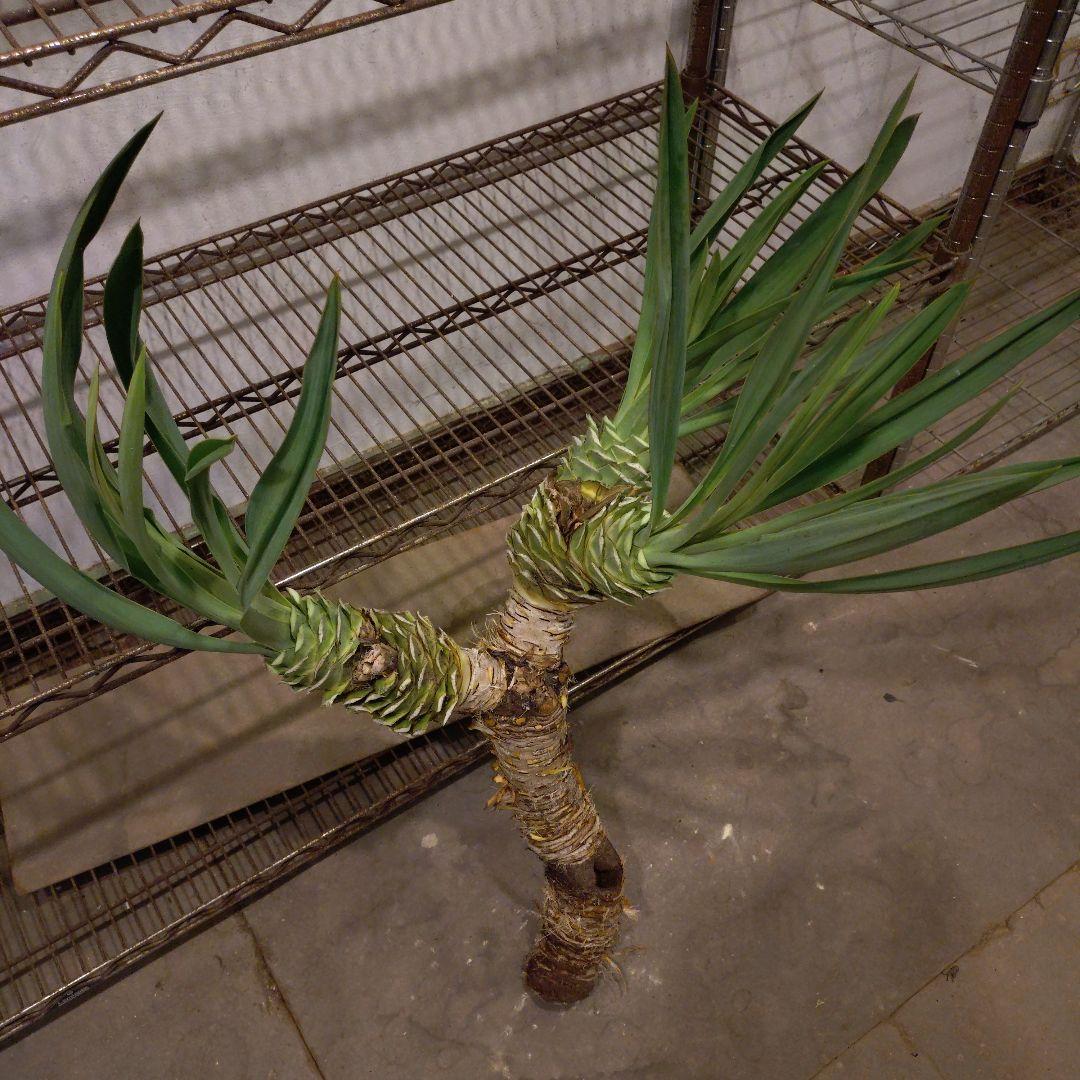ユッカグロリオサ 3ヘッド 観葉植物