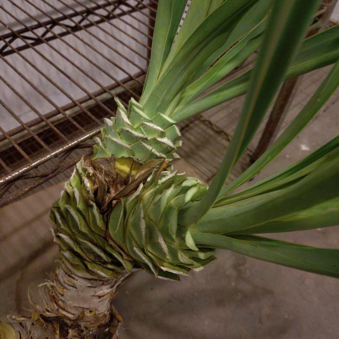 ユッカグロリオサ 3ヘッド 観葉植物