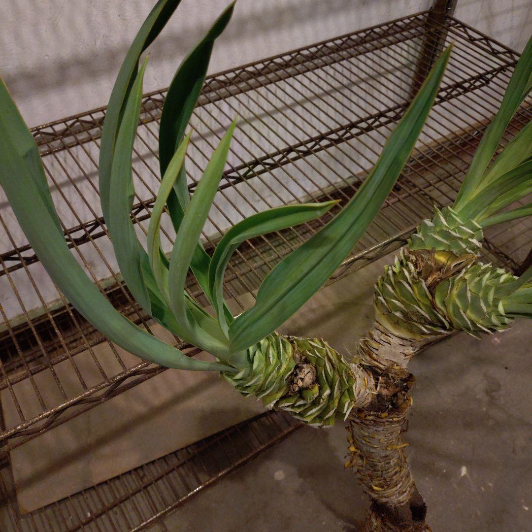 ユッカグロリオサ 3ヘッド 観葉植物