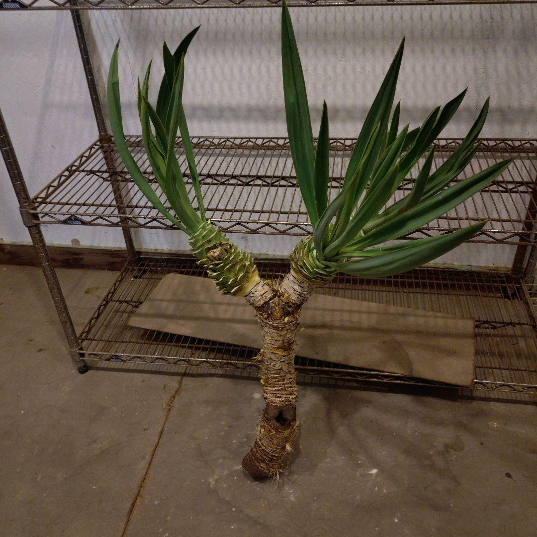 ユッカグロリオサ 3ヘッド 観葉植物