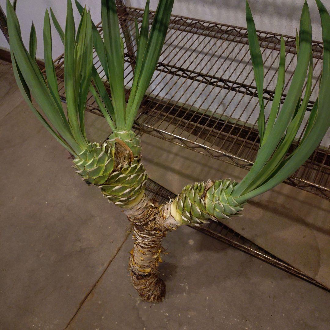 ユッカグロリオサ 3ヘッド 観葉植物