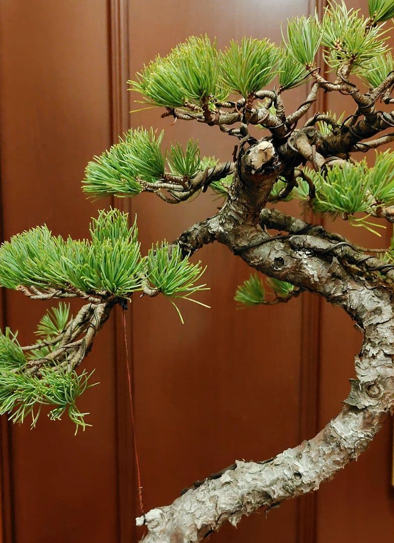 訳あり品、五葉松盆栽！