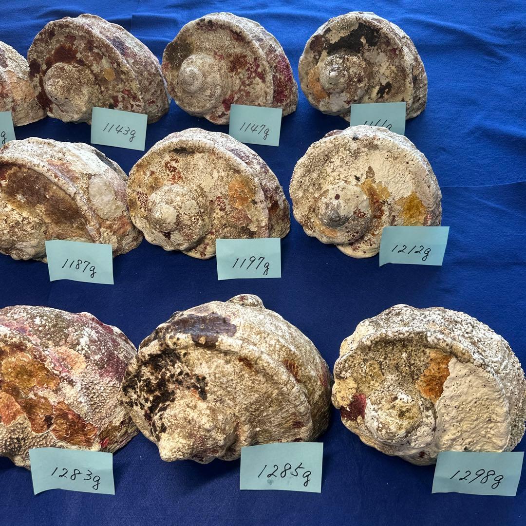 大型夜光貝　ヤコウ貝　まとめ売り　15個　17、9kg アクセサリー　ルアー